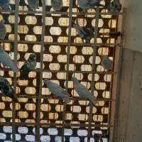 کفتر پرشی وحسابی