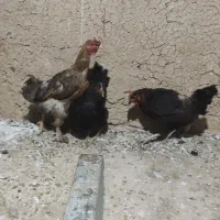 ۳تامرغ تخم گذار