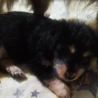 توله سگ پا کوتاه بسیار خوشگل|سگ|ورامین, ورامین|دیوار