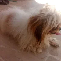 سگ شیتزو ماده