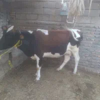 گاو طلا|حیوانات مزرعه|بم, |دیوار