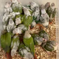 انواع عروسهلندی.گیرینچیک.برزیلی.شاطوطی مرغ عشق
