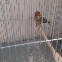 سهره قناری نر