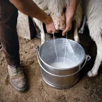 شیرگوسفند