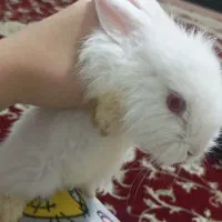 خرگوش لوپ