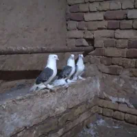 کبوتر دوکت پا چکمه ای