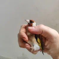 سهره نر سرسیاه و دورگ و کرمونی|پرنده|شیراز, ریاستی|دیوار