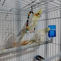 عروس هلندی