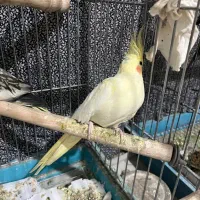 عروس هلندی|پرنده|تهران, حشمتیه|دیوار