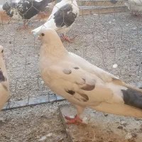 ۸ تا حیون|پرنده|تهران, مشیریه|دیوار