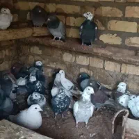 کبوتر|پرنده|بزینه رود, |دیوار