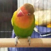 طوطی برزیلی