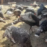 بوقلمون فروشی|حیوانات مزرعه|سبزوار, قصبه شرقی|دیوار