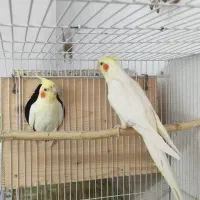 یک جفت عروس هلندی لوتینو کار داده سرحال|پرنده|مشهد, نوفل لوشاتو|دیوار
