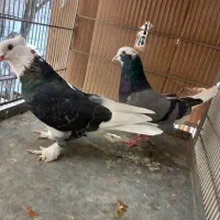 کبوتر کفتر ۳ جفت عالی|پرنده|فردیس, قریشی|دیوار