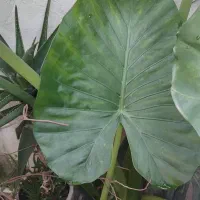 گل بابا آدم|گل و گیاه طبیعی|رشت, باهنر|دیوار