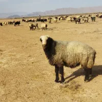 کوه قوچ ترکی یکسال و نیم به شرط میش روندن