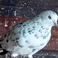 کبوتر گرفته