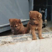 نر ماده میکس سرابی و قدرجونی