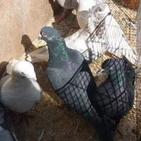 کفتر|پرنده|بختگان, |دیوار