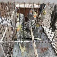 10عدد عروس هلندی سالم و سرحال جملگی باهم 5میلیون