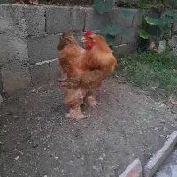خروس برهما یکساله
