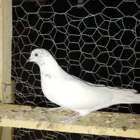 کبوترپرشی|پرنده|میلاجرد, |دیوار