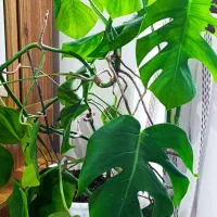 گل زیبا و شاداب|گل و گیاه طبیعی|رشت, معلولین|دیوار