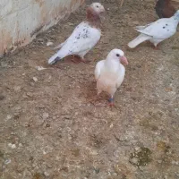 کبوتر سار هفت رنگ