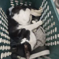 گربه.