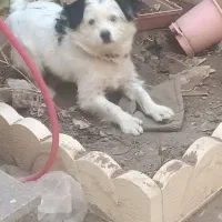 سگ نژاد میکس شیتزو وپامر