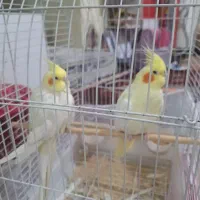 جفت عروس هلندی لوتینو