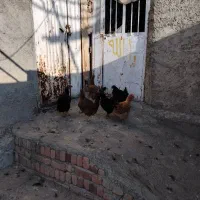 مرغ محلی|حیوانات مزرعه|مریوان, |دیوار