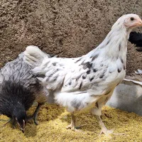 جوجه آیسبار سوئدی تخم نطفه دار