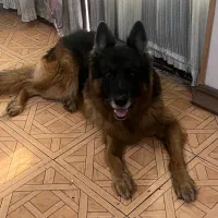 سگ ژرمن شپرد جنسیت نر