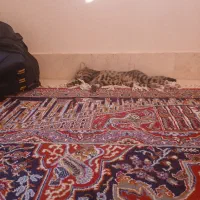 گمشده گربه|حیوانات|سبزوار, فرهنگیان|دیوار