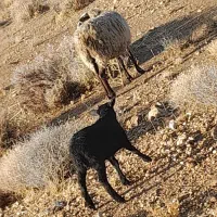 شیشک‌میش‌رومانف‌جوان‌همراه‌بابره