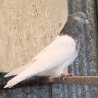 کبوتر کله سبز و هفترنگ نر و ماده و جوجه|پرنده|مشهد, شهرک ابوذر|دیوار