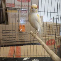 ماده موزاییکی مست مست