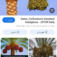 اجاره درخت خرما