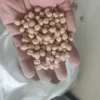 نخود سفید معمولی