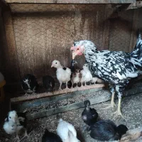 مرغ خروس گلین و تیمچه گلین ،جوجه یک ماهه و دوماهه|حیوانات مزرعه|تهران, سعیدآباد|دیوار