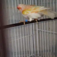 قناری نر بخون|پرنده|بابل, |دیوار