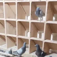 جا کبوتر پلاکی