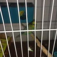 مرغ عشق جفت|پرنده|مشهد, قائم|دیوار