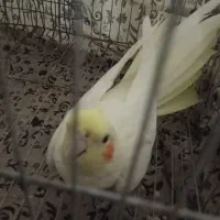 لوتینیو معاوضه با یک نر برا جفت