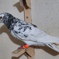سرور نر..چن تا کفتر هوایی