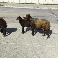 میش بره