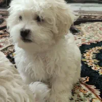 حیوان خانگی سگ|سگ|بم, |دیوار