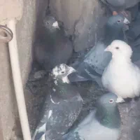 بیستون دوسه تا نر پلاکی مرغ و بپر|پرنده|بردسیر, |دیوار